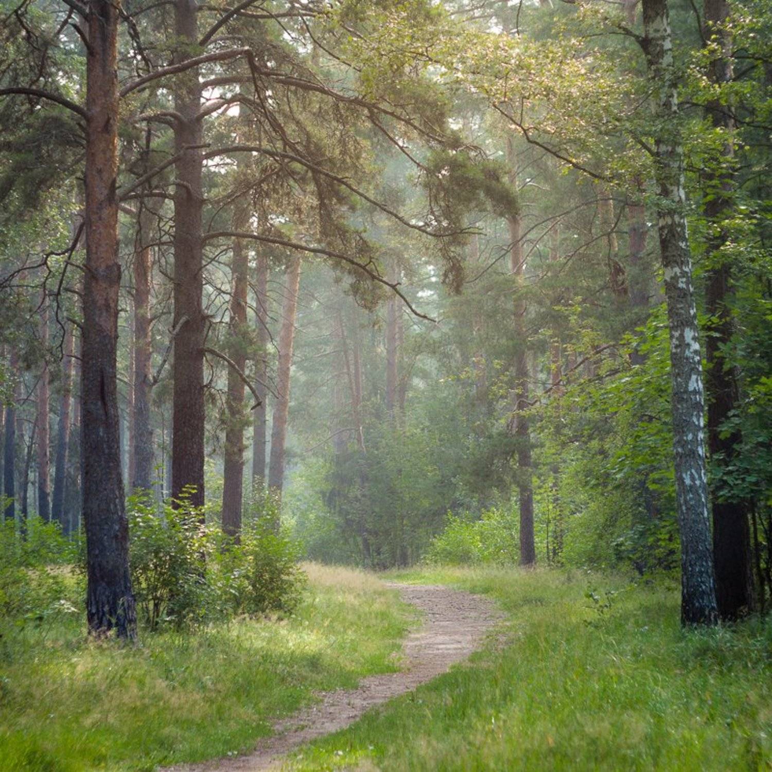 фото, Россия, Дубна, природа, лес, пейзаж, утроо, Шарапов Сергей