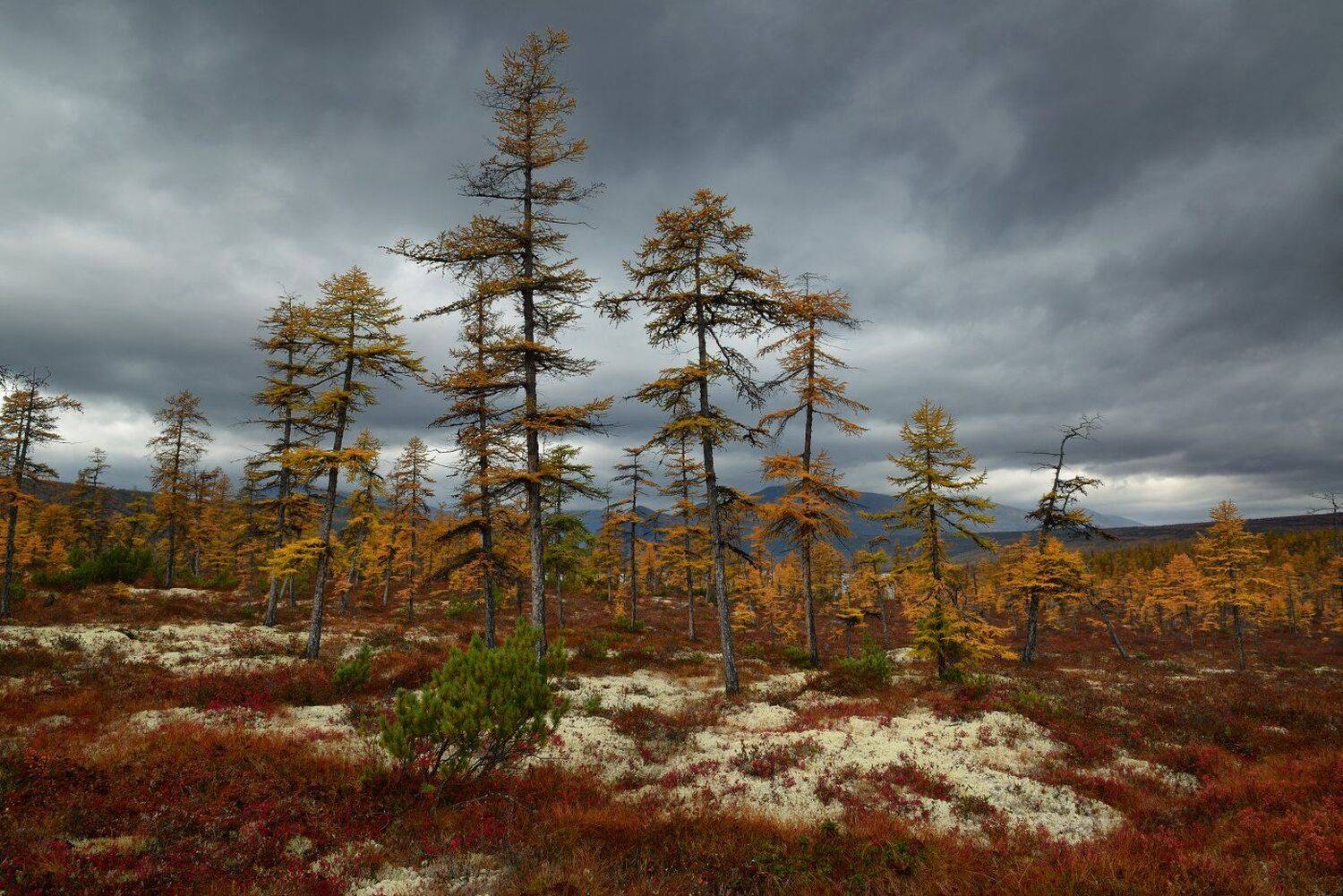, Максим Евдокимов ( www.wildphotorus.ru )