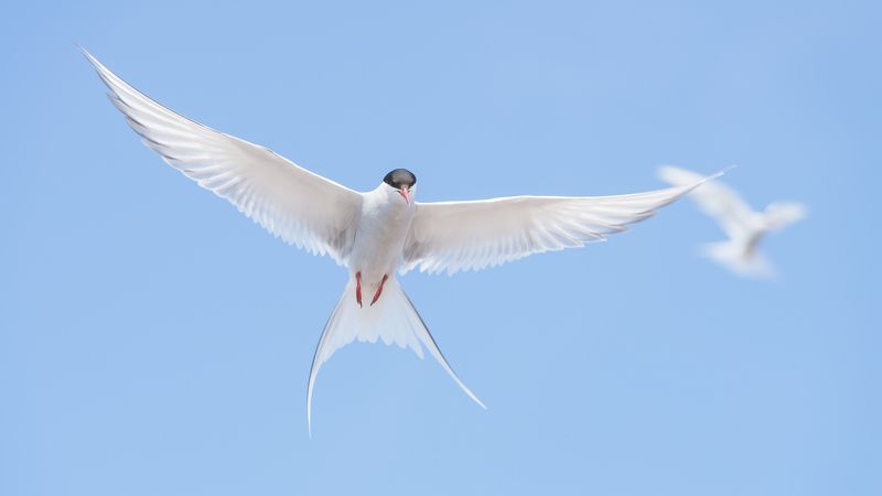 крачка,птицы,животные,дикие птицы,полярная крачка,фотоохота,tern,arctic tern,wild birds,birds Ты кто? фото превью