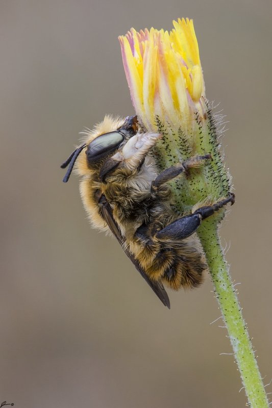 Flowers, Insect, Macro, Makro, Nature, Wildlife Megachile lagopoda фото превью