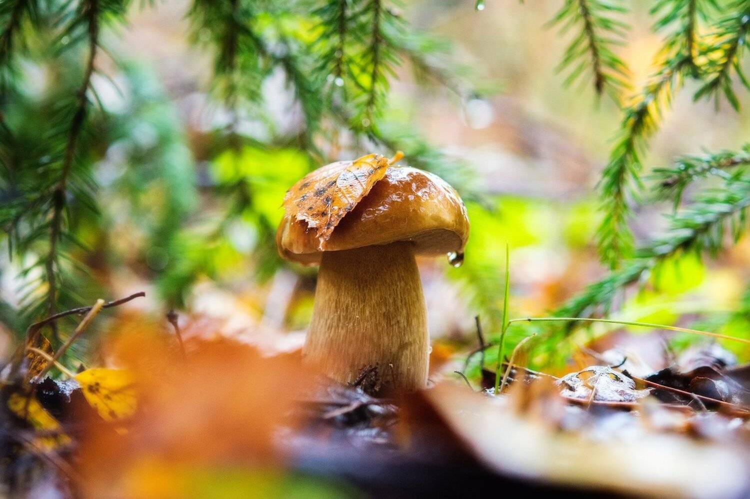 , Устюжанин Михаил