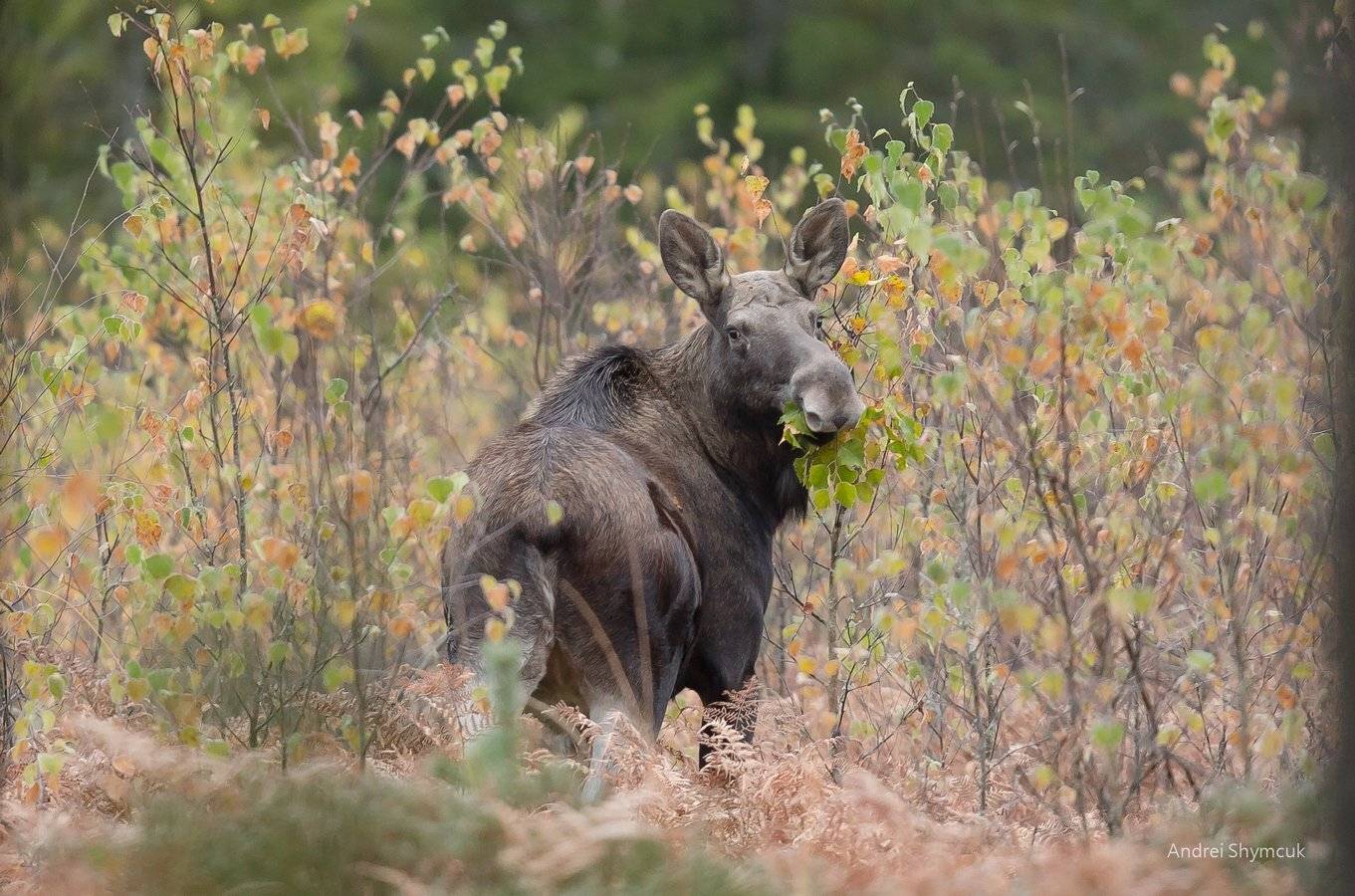 , Андрей Шимчук
