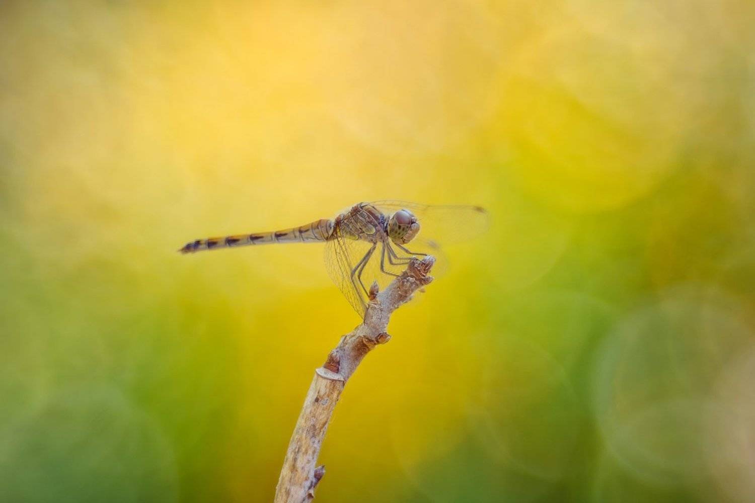 , Эльдар Гуртуев