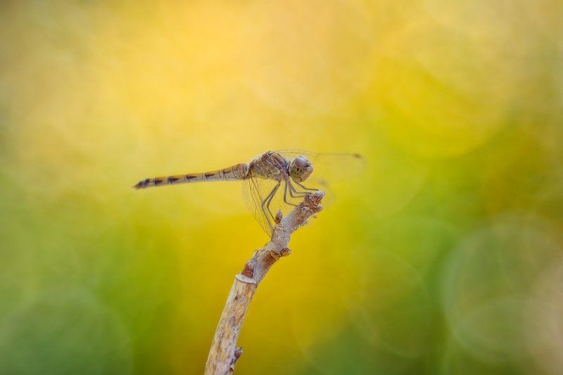 Стрекоза в осеннем боке фото превью