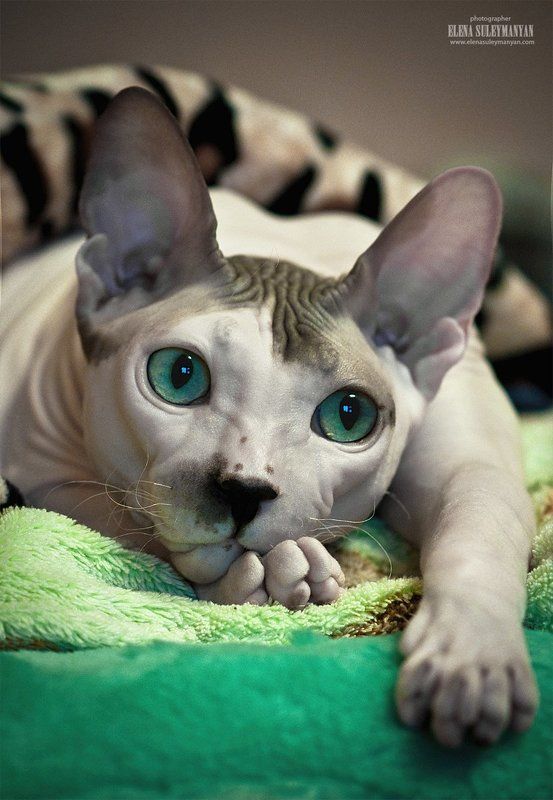 Мечтатель...)) фото превью