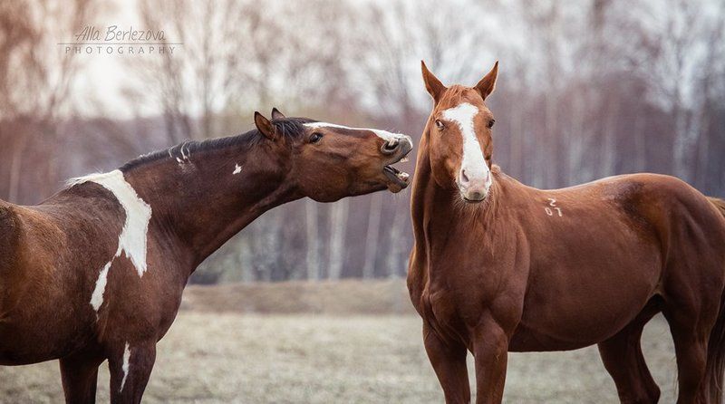 лошади, кони, лошадь, жеребец, рыжий, осень, игра, утро конный разговор фото превью