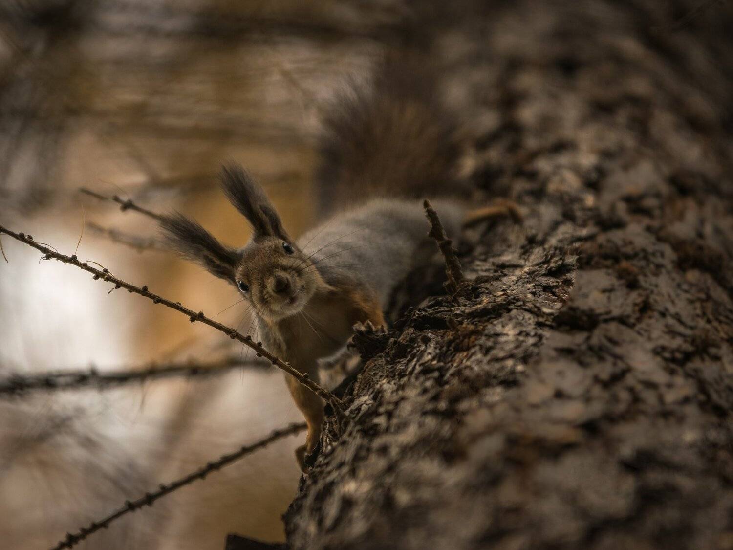 , Коростелев Юрий