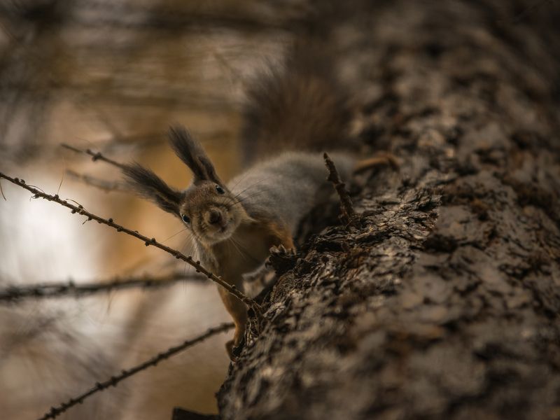 Got nuts? фото превью