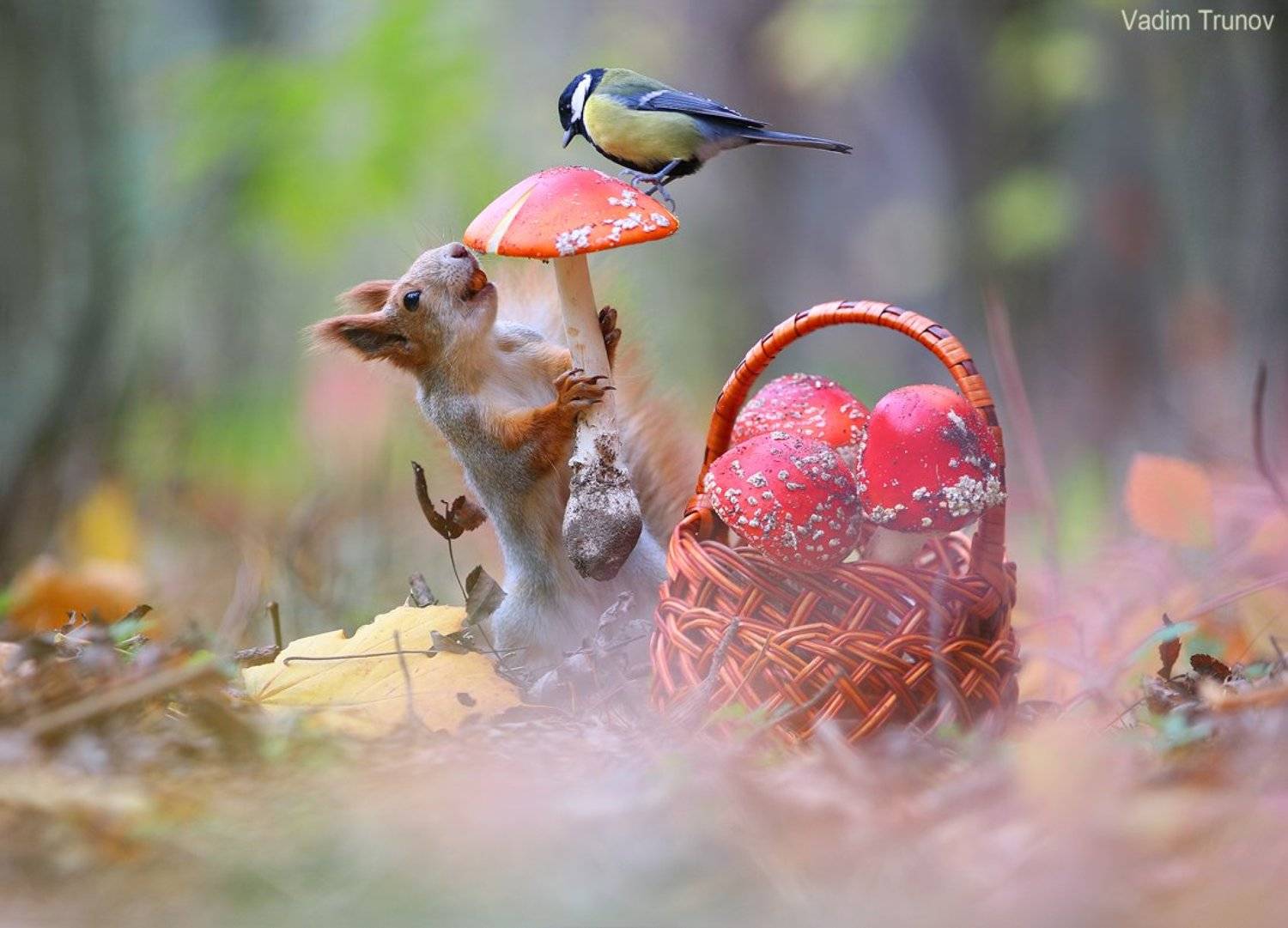 , Вадим Трунов