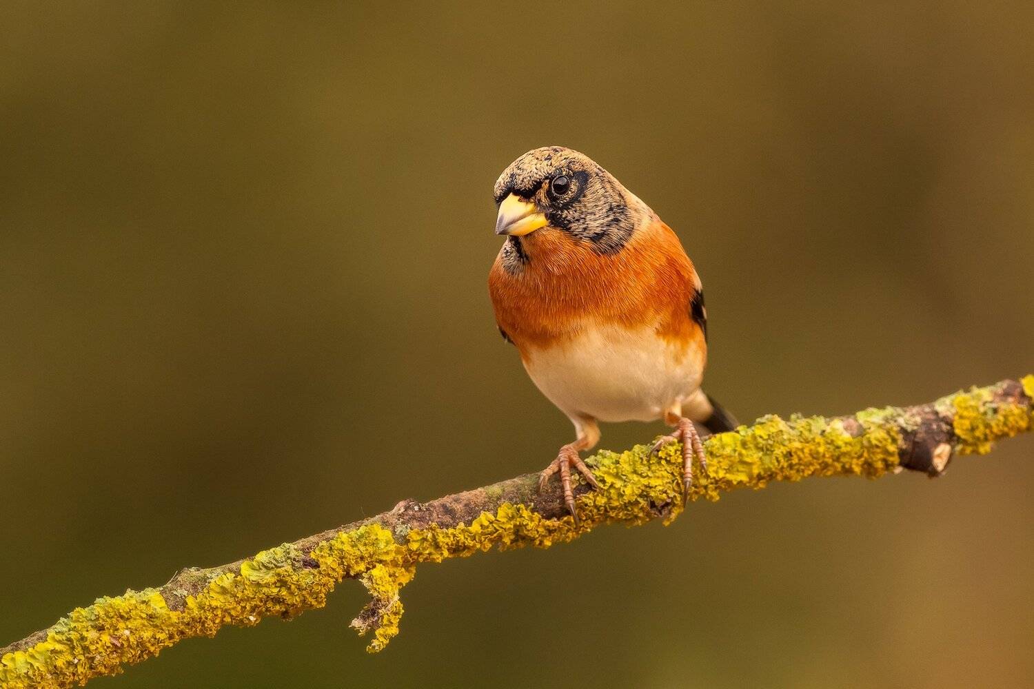 , Łukasz Sok&oacute;ł