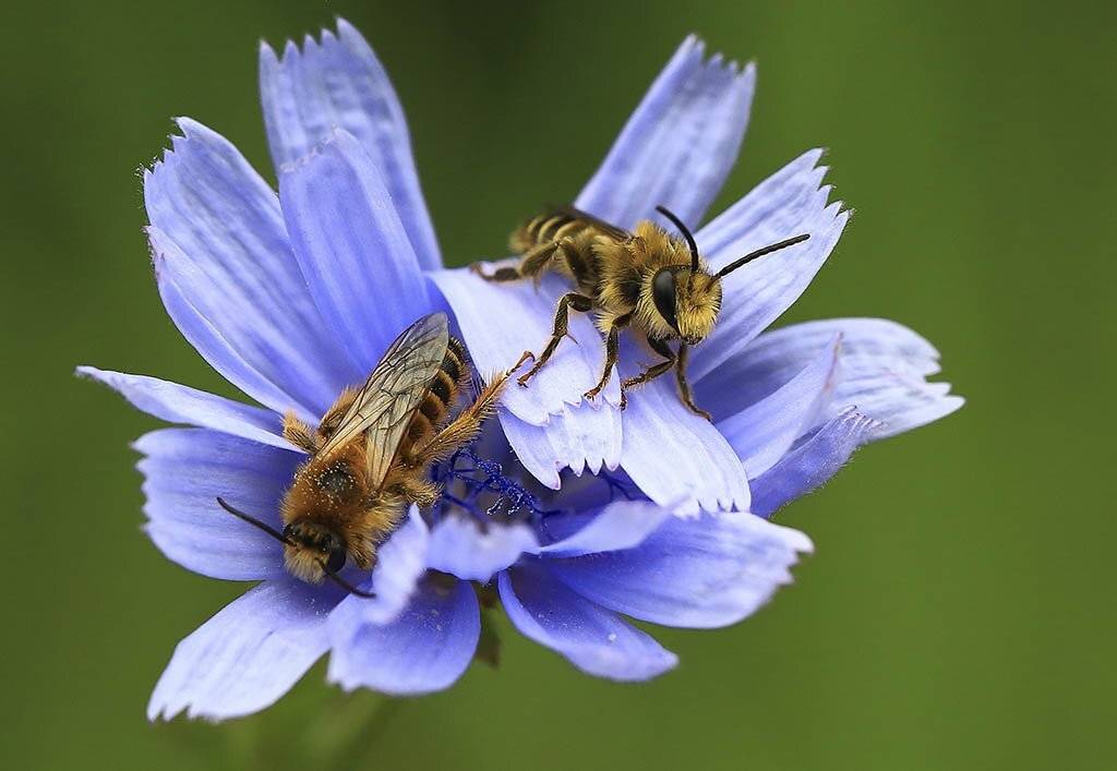 Пчела, Сад, Цветок, синий, весна, мед, насекомое, природа, пыльца, Макрос, зеленый, лето, медоносное, нектар, прилежный, фон, Флора, фауна, симпатичная, цвет, опыление, работа, коммуникация, дикая, желтая, животное, Пестик, Ботаника, тычинка, цвет, Виктор