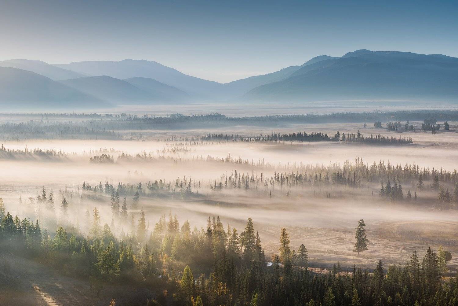 #горныйалтай, #курай, #курайскаястепь, #лиственница, #туман, #ясныйдень, Бахышев Сафар