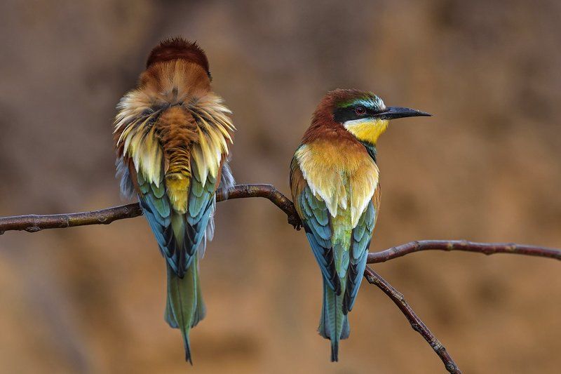 золотистая, щурка Золотистые щурки фото превью