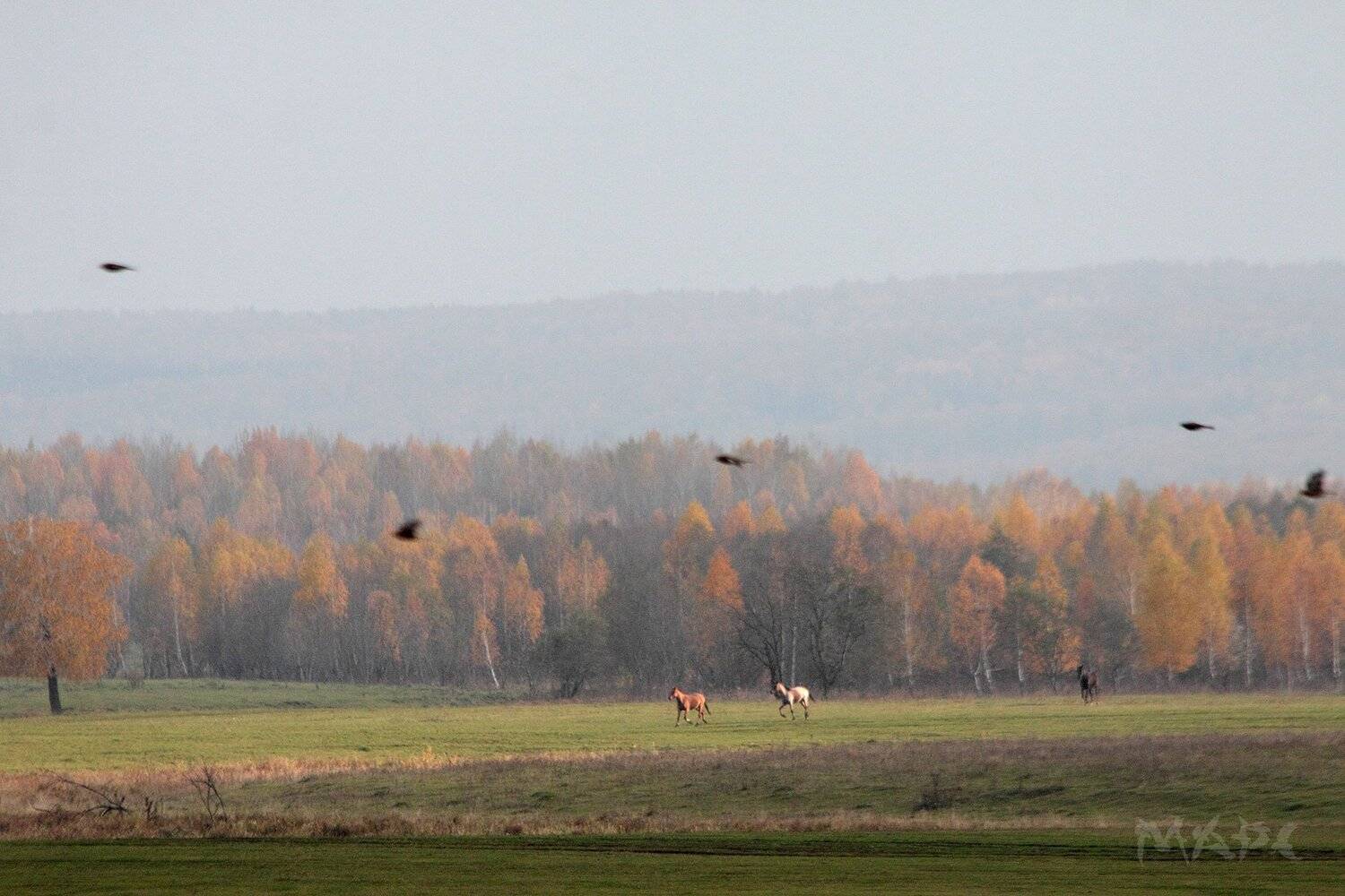, Шангареев Марс