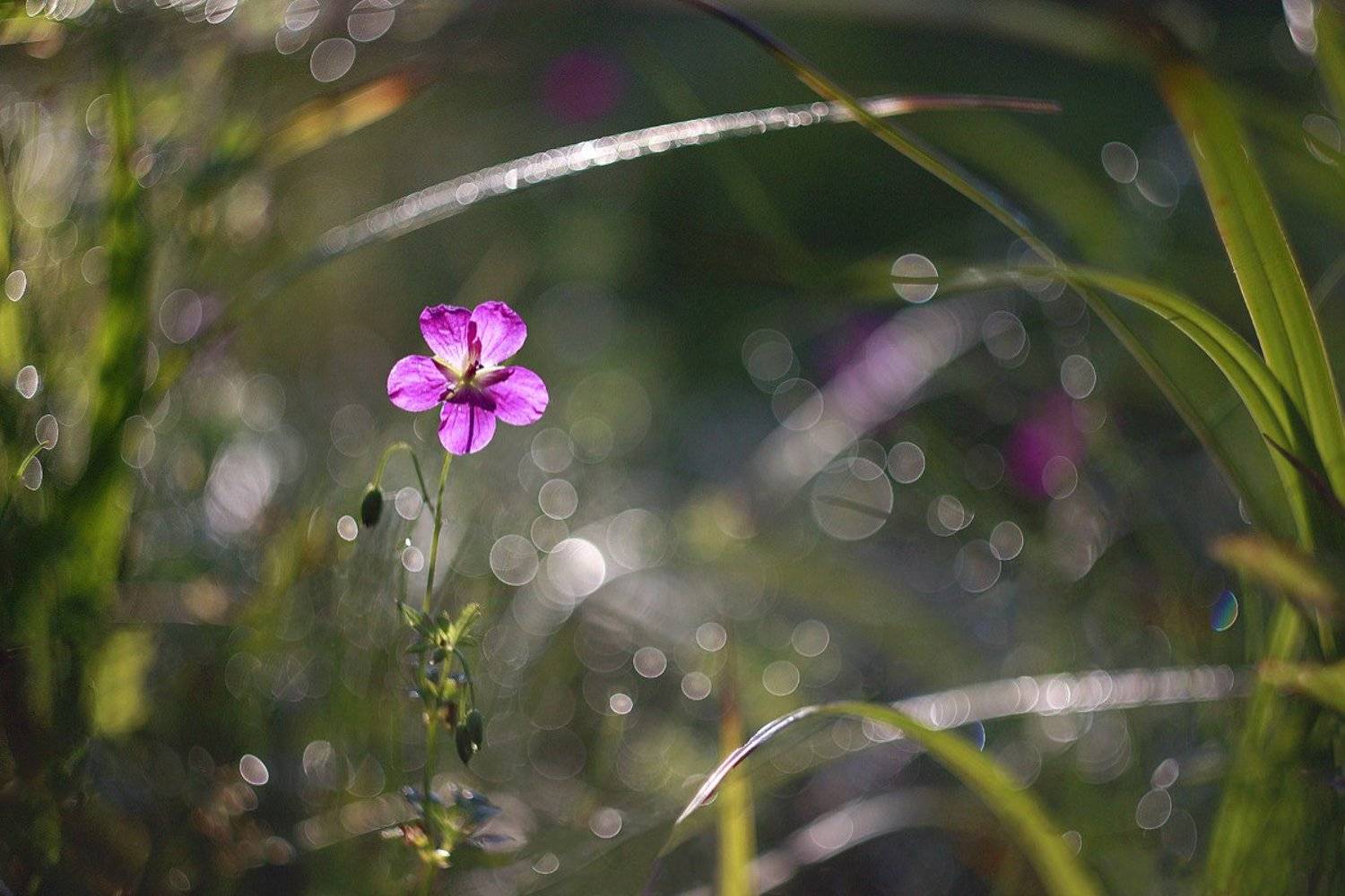 цветок , утро, Свистков Александр