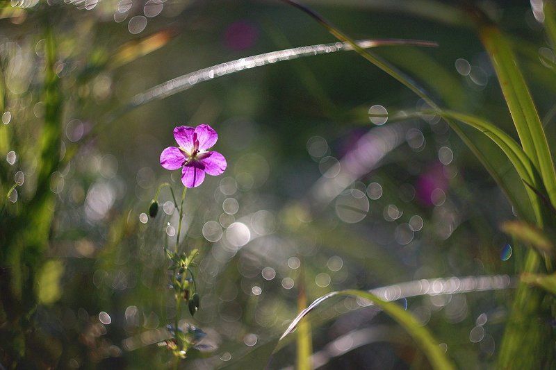 цветок , утро Цветок ) фото превью