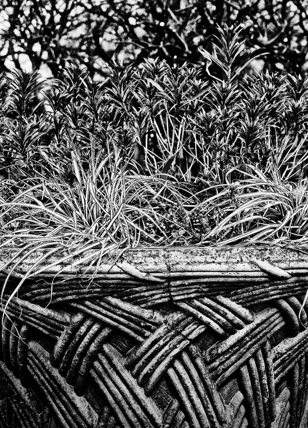 , Елена Лаврова