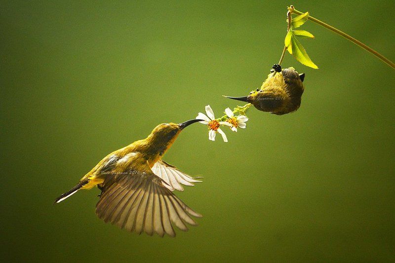 sunbird, animal, aves, hovering, action only you and me фото превью