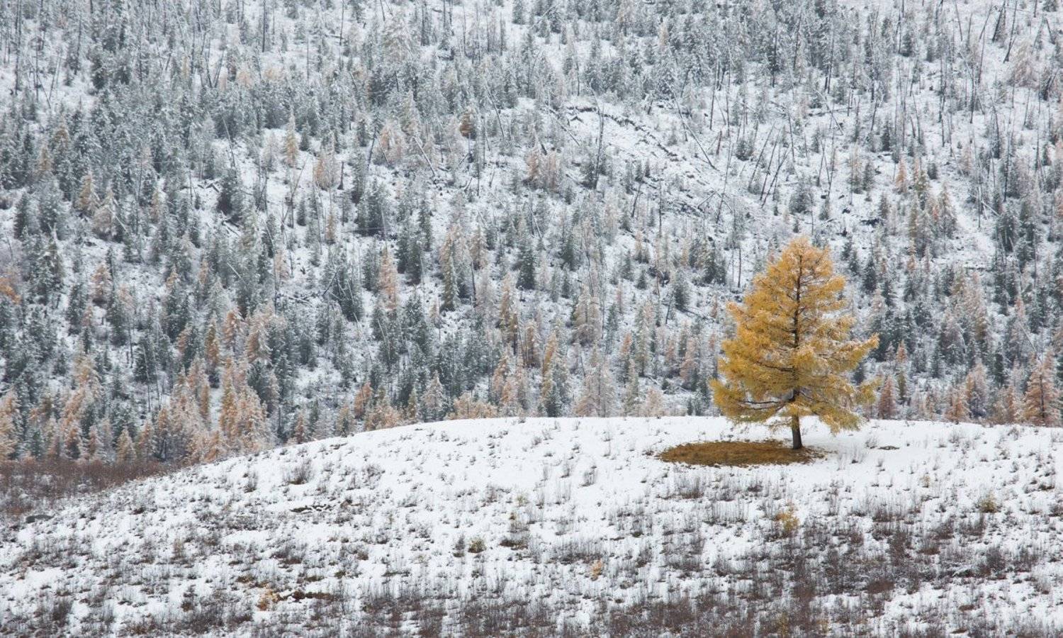 алтай ,лиственница ,первый снег  ,одна ,вопреки ,лес ,горы, желтый,осенняя лиственница, осень, Ирина Назарова