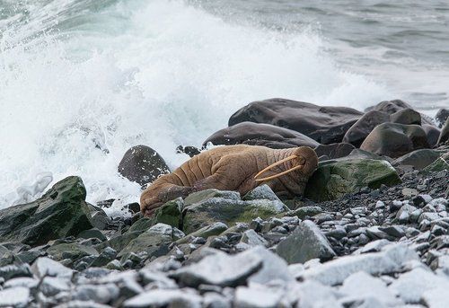 Вынужденный отдых