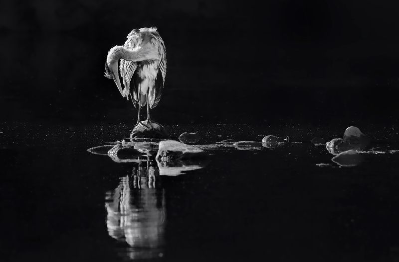 Roost фото превью