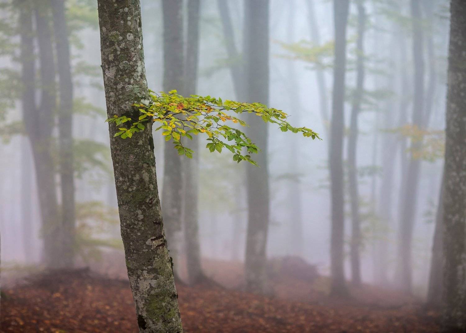 , Станислав Савицкий