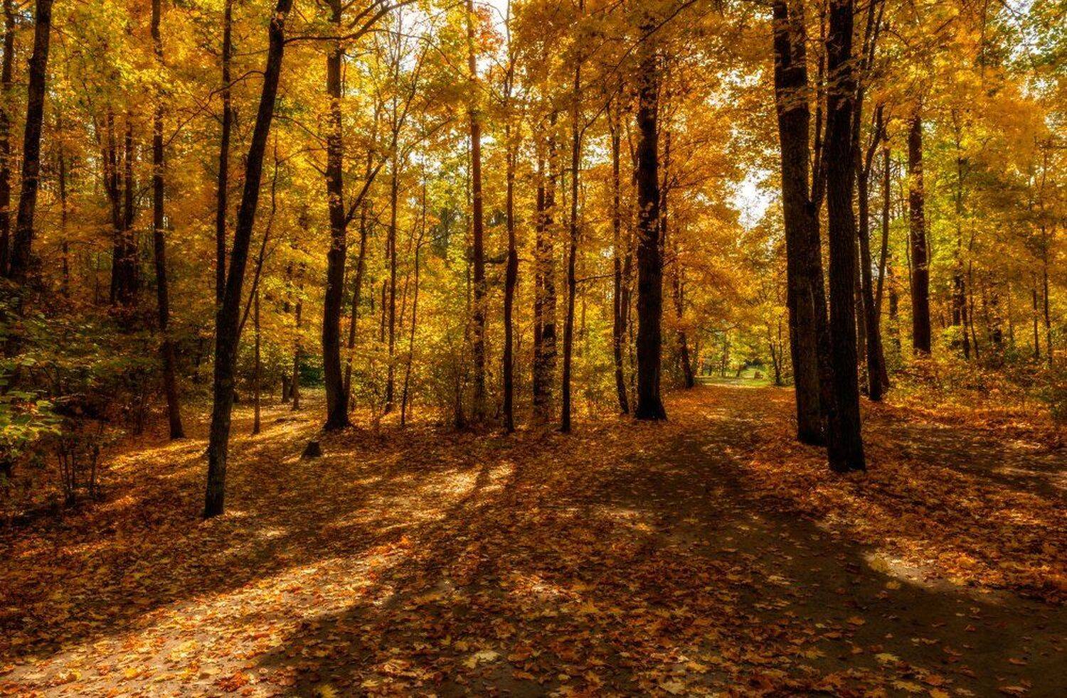 пейзаж,природа,осень,золотая осень,клены,кленовые листья,дорога,тропинка,россия, Юлия Лаптева