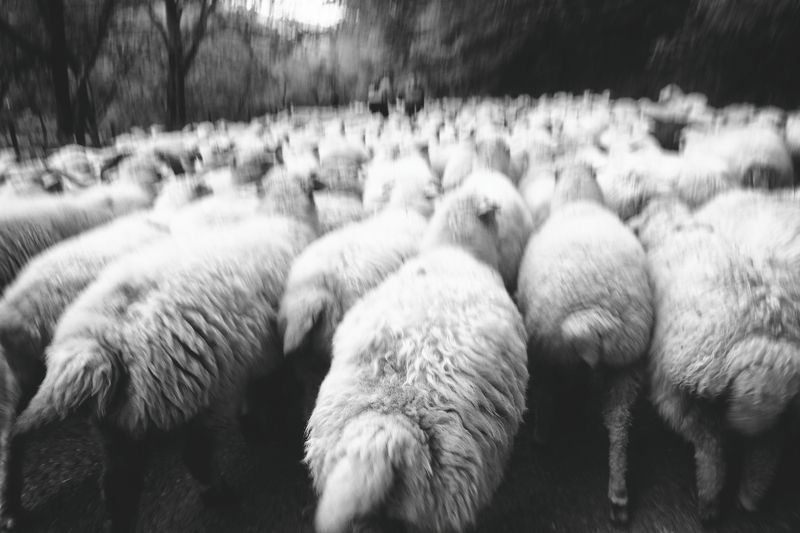 flock фото превью