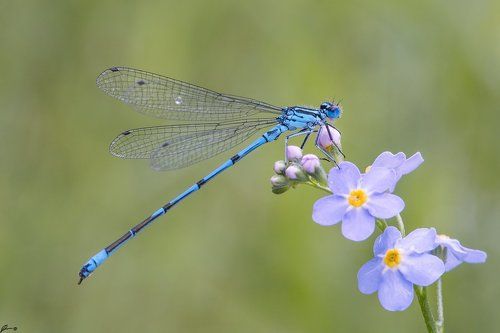 Coenagrion puella