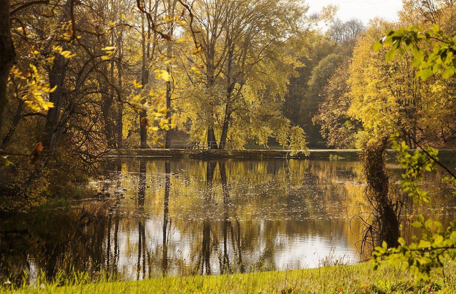 autumn,trees, Daiva Cirtautė