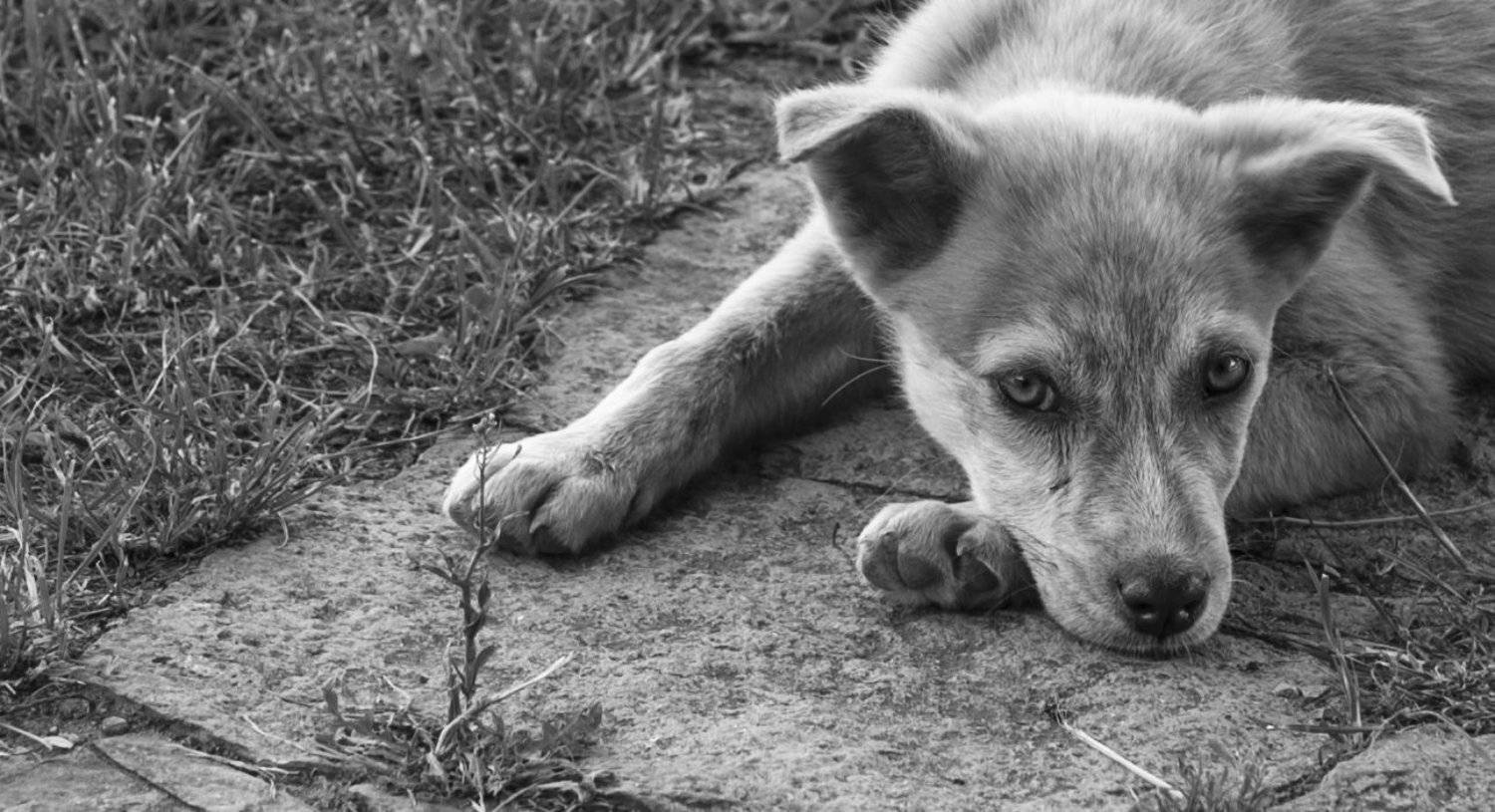 , Валерий Смирнов