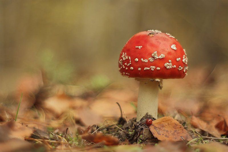 мухомор фото превью