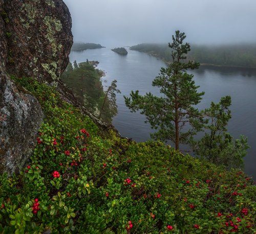 Брусника на Ладожских шхерах.