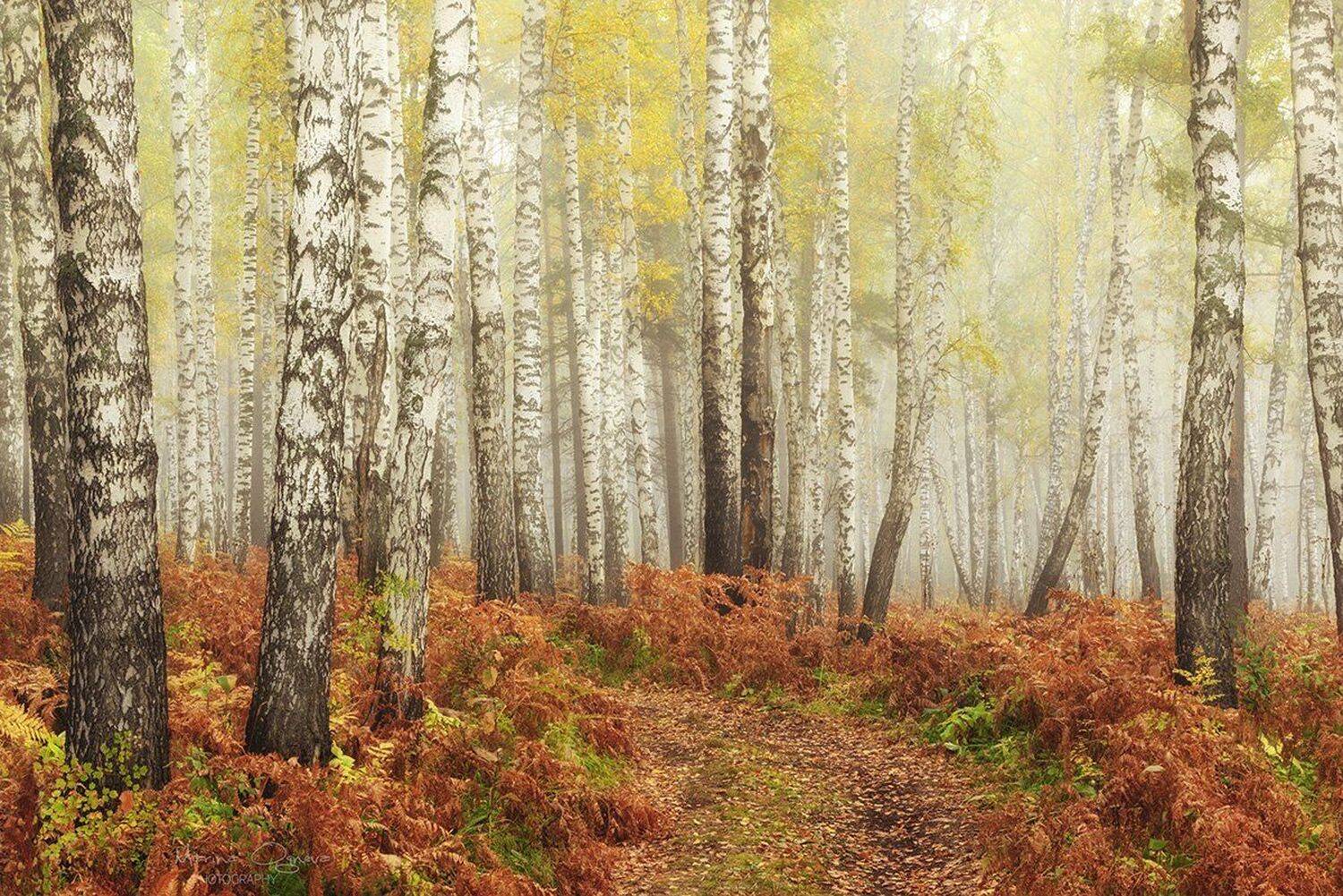 березы, туман, лес, осень, папоротник, Марина Огнева