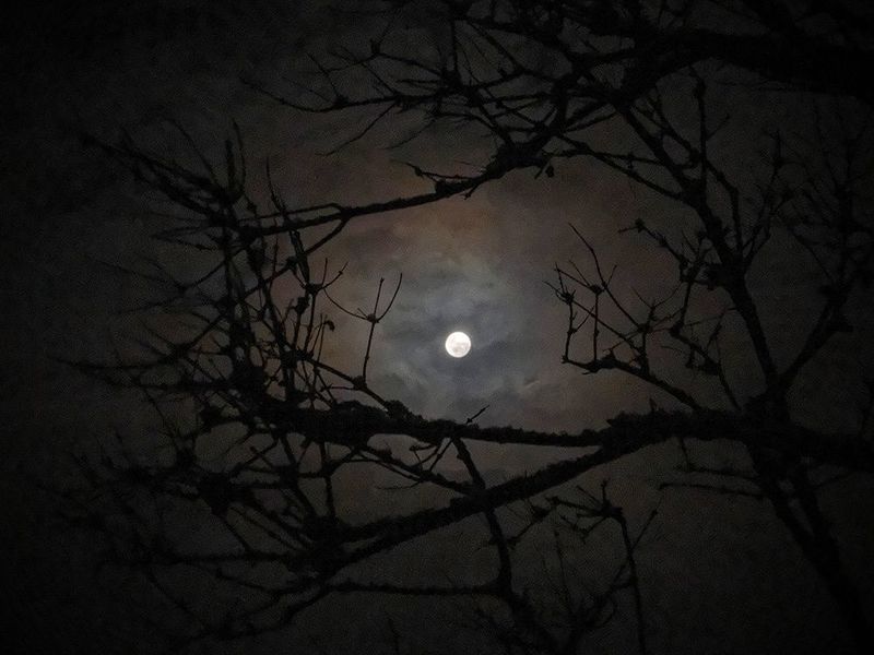 ночь, луна, *** фото превью