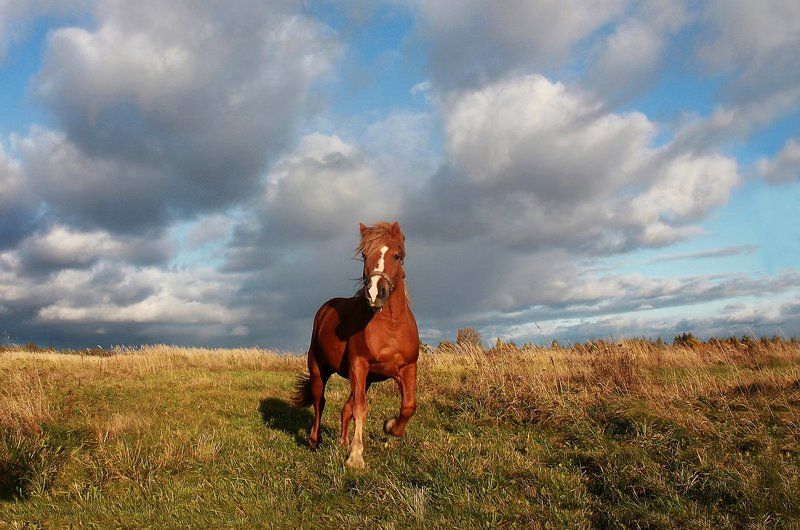 лошади, облака *** фото превью