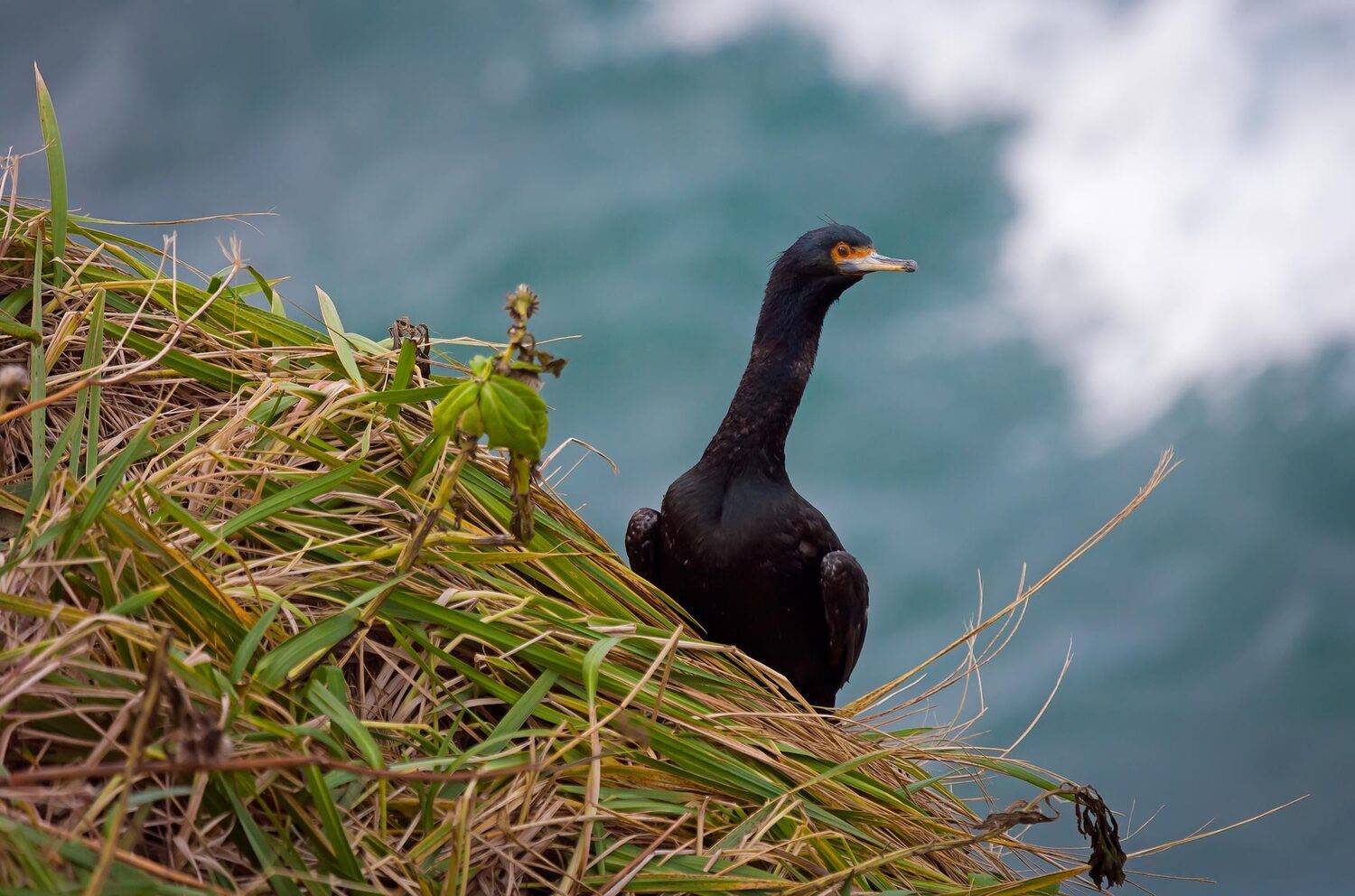 краснолицый баклан, птица, остров Беринга, Дмитрий Уткин