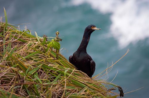 Вождь краснолицых