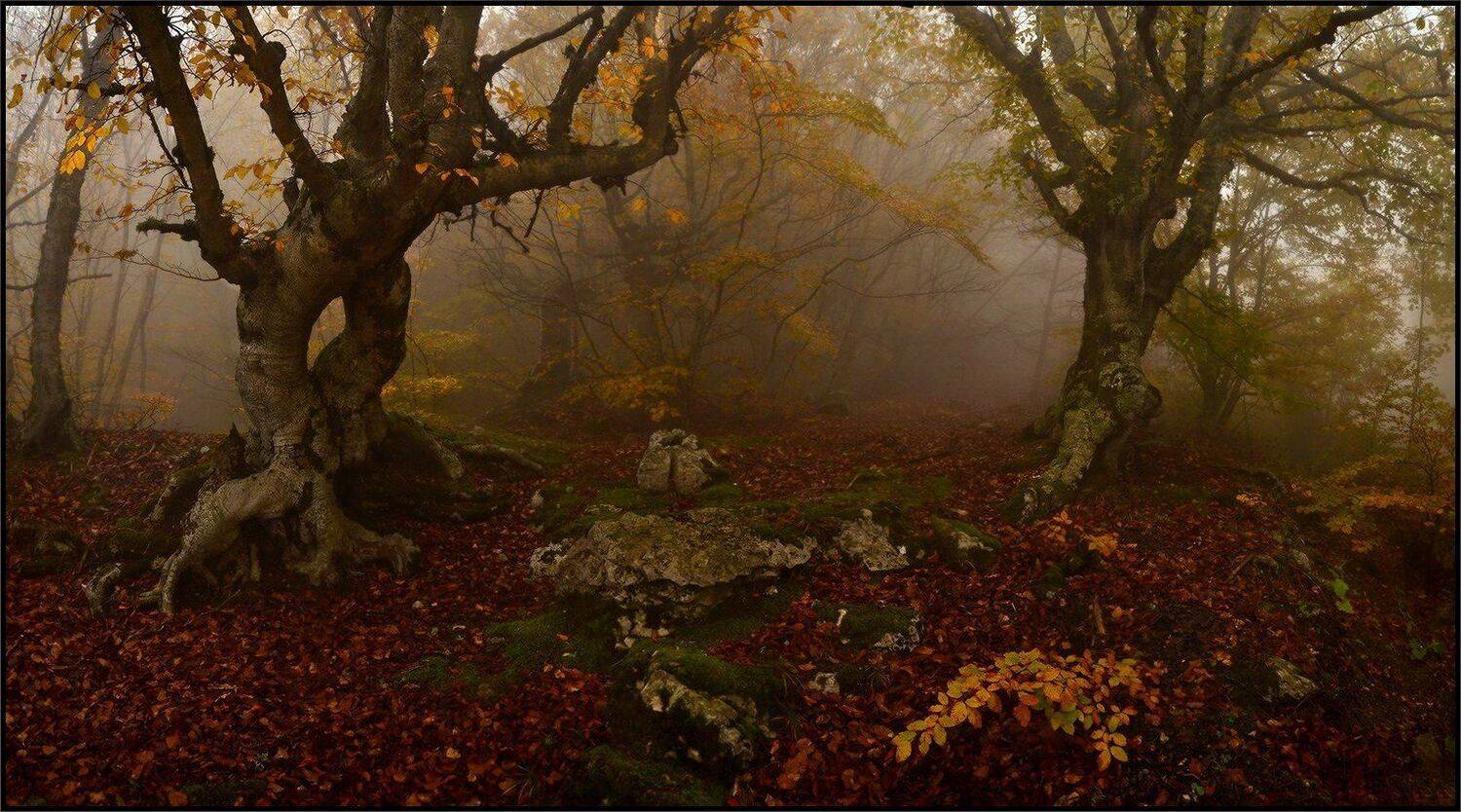 , Владимир Метцгер