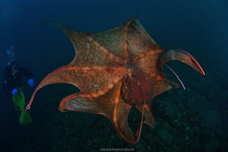 Японское море.  Бухта Рудная. Гигантский осьминог Дофлейна. фото превью