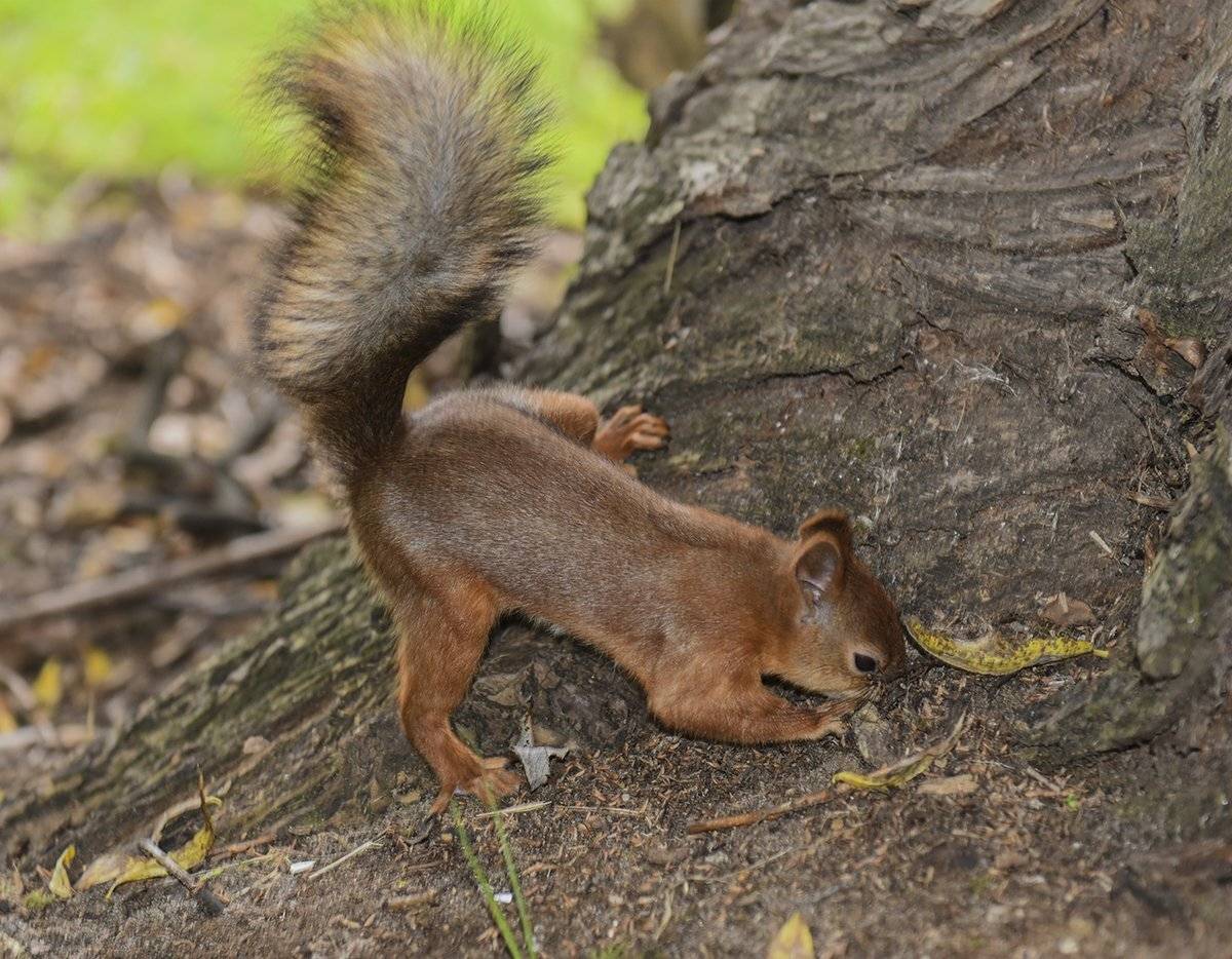 , Svetlana Tkachenko