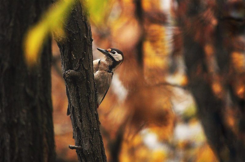 сосед фото превью