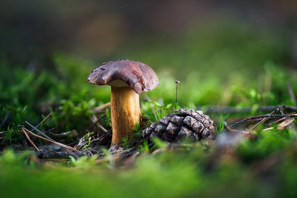 Imleria badia, mashroom, forest, Wojciech Grzanka