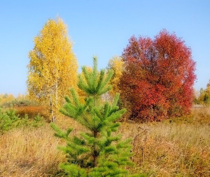 Красный,жёлтый,зелёный и синий фото превью