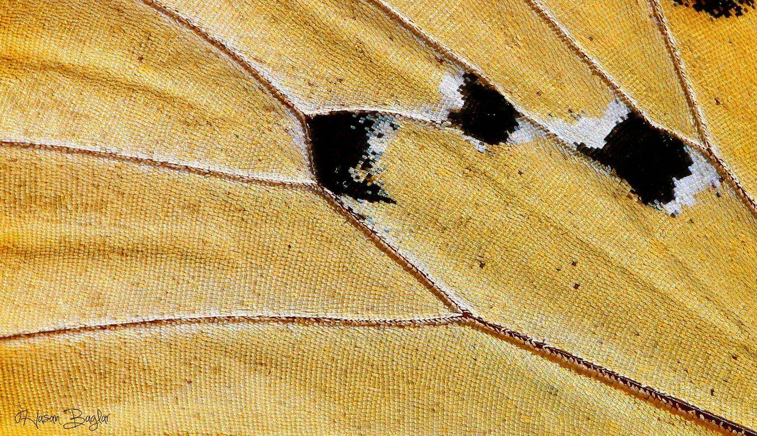 butterfly,wings,macro,details, Hasan Baglar