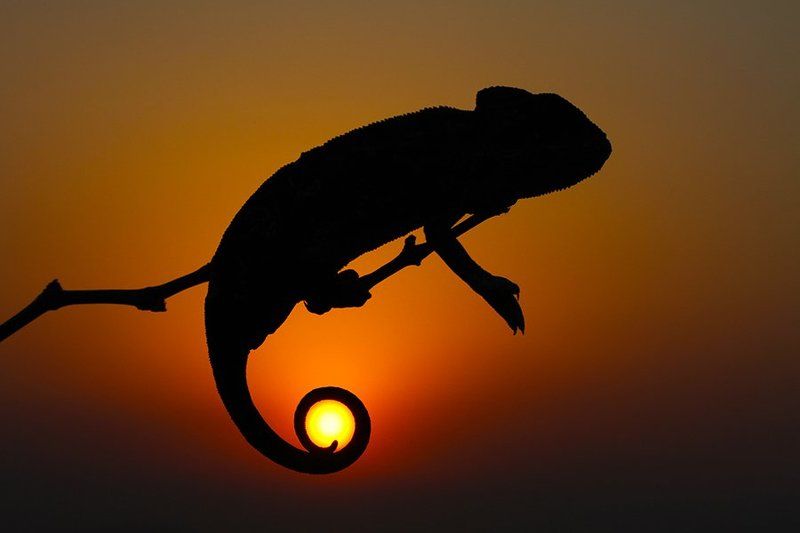 nature,animals,chameleon,sun,sunset,animal,canon,wildlife SUNset фото превью