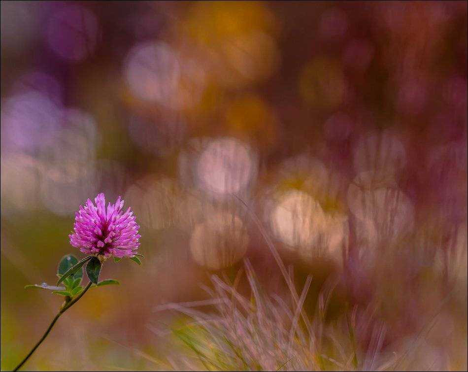 , Бурлов Андрей