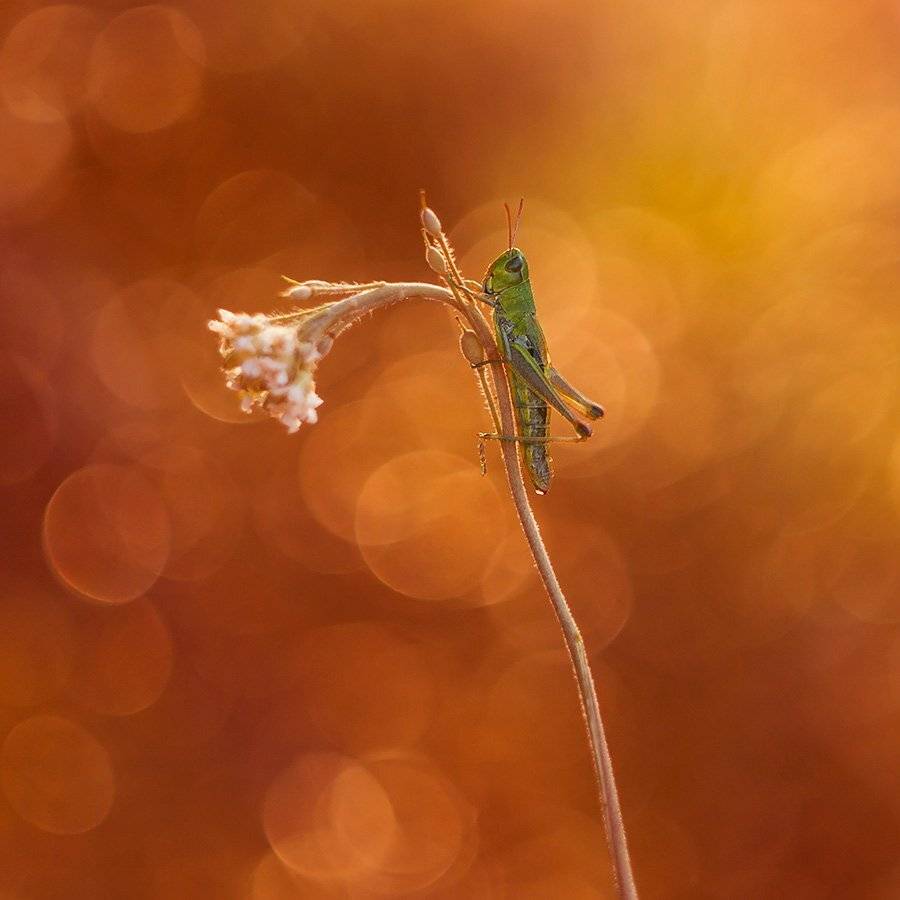 , Pawel Plucinski