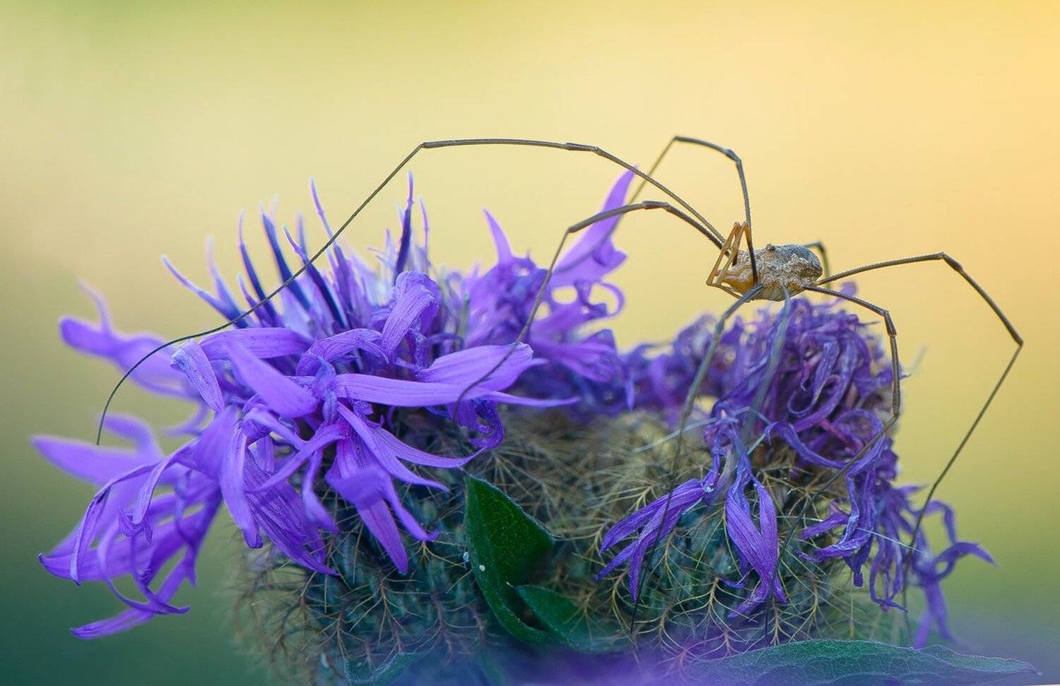, Кузнецов Дмитрий