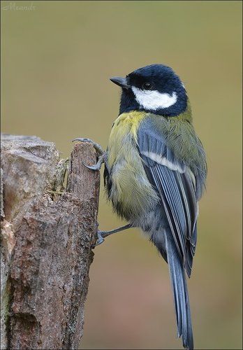 Большая синица